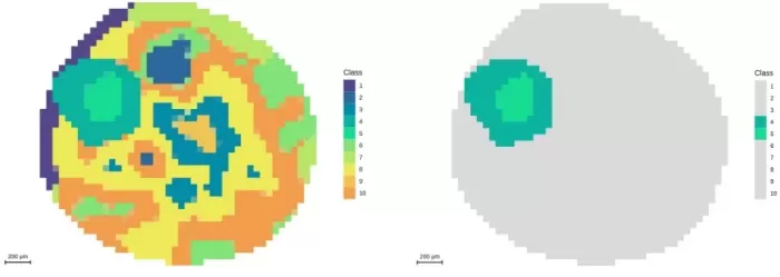 Segmentation analysis at 50μm resolution and demonstration of embryonic axis regions